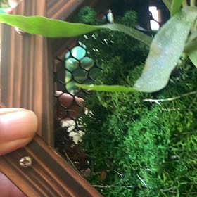 Photo of the plant species Leather-Leaf Fern by @AssuredPomelo53 named Gobi on Greg, the plant care app