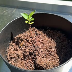 Photo of the plant species Apple by @VitalChia59 named Beyonce on Greg, the plant care app