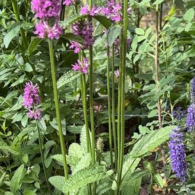 Photo of the plant species Common Hedgenettle by @HotLambsear17 named Homer on Greg, the plant care app