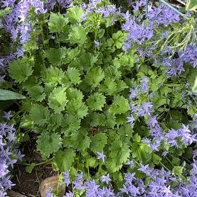Photo of the plant species Serbian Bellflower by @HotLambsear17 named Sir Plancelot on Greg, the plant care app
