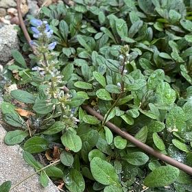 Photo of the plant species Blue Bugle by @HotLambsear17 named Lavender on Greg, the plant care app