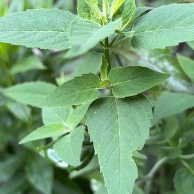 Photo of the plant species Wild Bergamot by @HotLambsear17 named Morgan Treeman on Greg, the plant care app