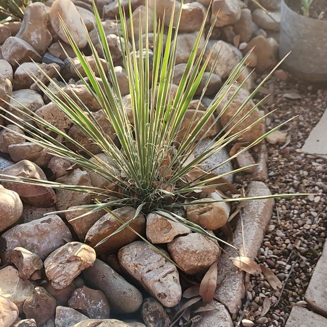 Photo of the plant species Great Plains Yucca by @PrimeTawa72 named Michelle Branch on Greg, the plant care app