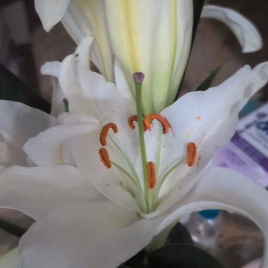 Photo of the plant species Madonna Lily by @AbleDodder24 named Shakira on Greg, the plant care app