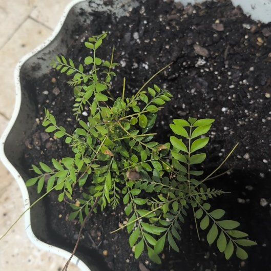 Photo of the plant species Curry Tree by @AbleDodder24 named Mando on Greg, the plant care app