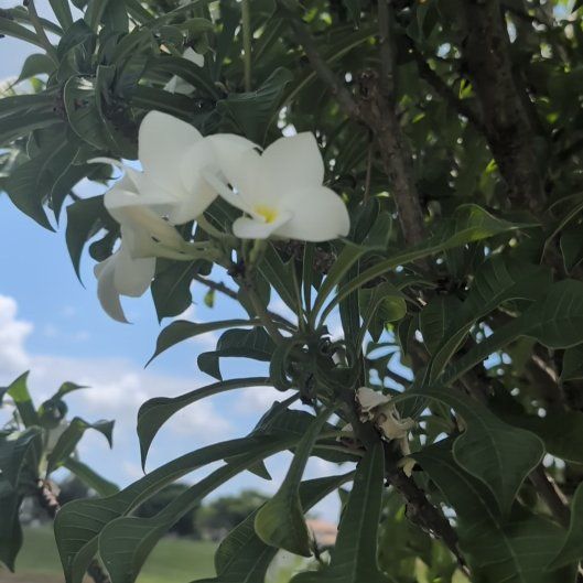 Photo of the plant species Fiddle Leaf Plumeria by @AbleDodder24 named Ronaldo on Greg, the plant care app
