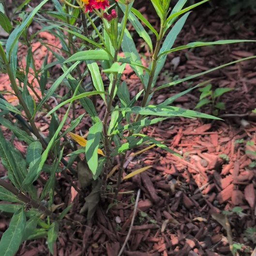 Photo of the plant species Scarlet Milkweed by @PoshNeem63 named Luna on Greg, the plant care app