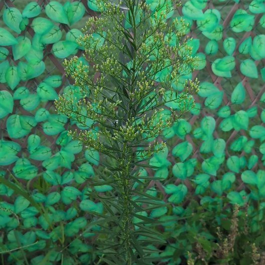 Photo of the plant species Canadian Fleabane by @PoshNeem63 named Treeyoncé on Greg, the plant care app