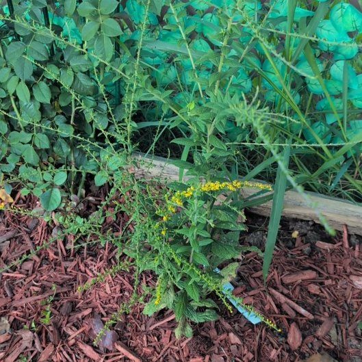 Photo of the plant species Wrinkleleaf Goldenrod by @PoshNeem63 named Zeus on Greg, the plant care app