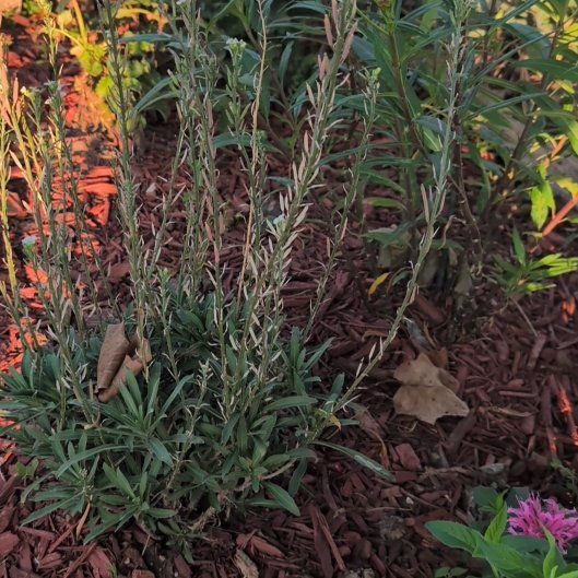 Photo of the plant species Purple Toadflax by @PoshNeem63 named Bodhi on Greg, the plant care app