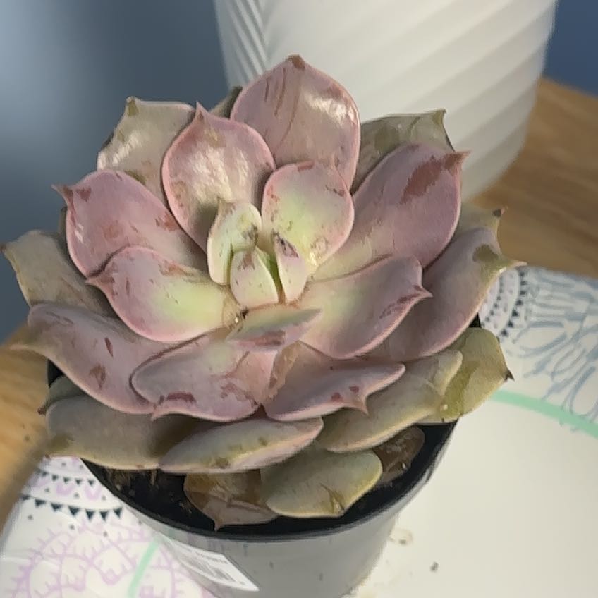 Photo of the plant species Echeveria 'Pink Diamond' by @VocalWaiuatua76 named Homer on Greg, the plant care app