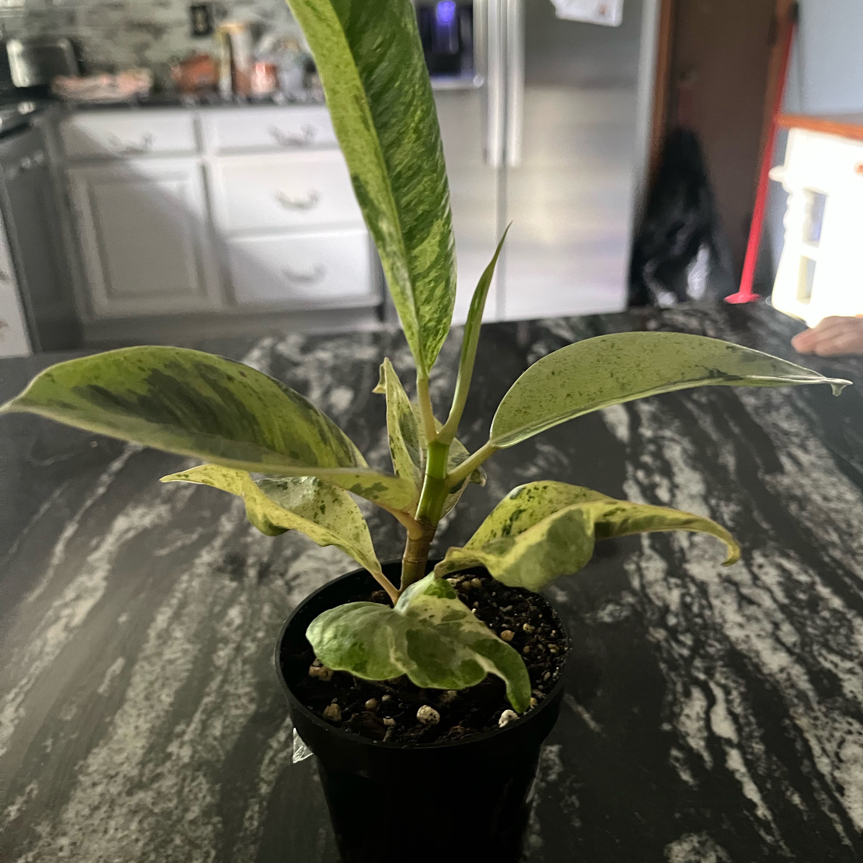 Photo of the plant species Ficus Moonshine by @LegitCashew77 named Sahara on Greg, the plant care app