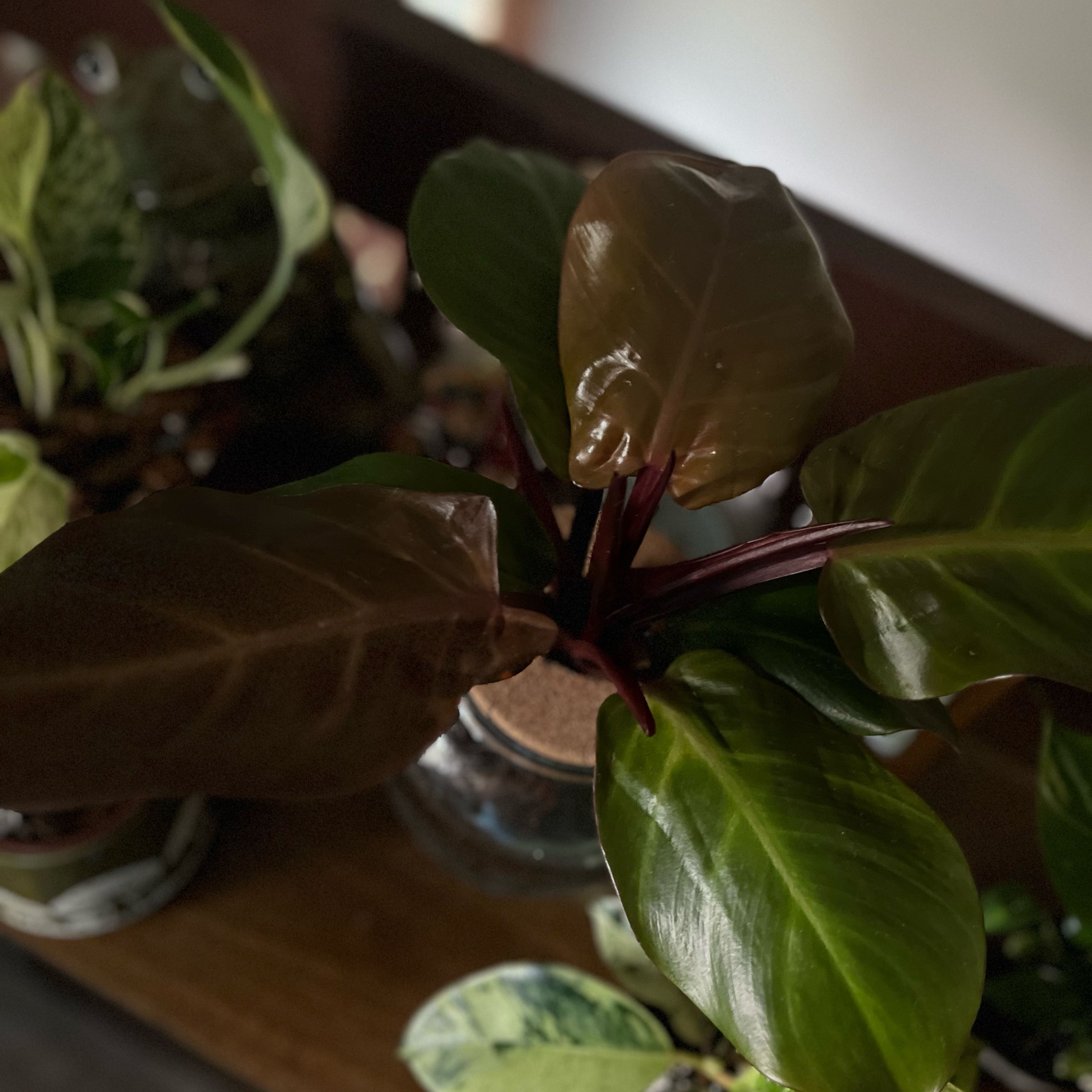 Photo of the plant species McColley's Finale by @LegitCashew77 named Cleopatra on Greg, the plant care app
