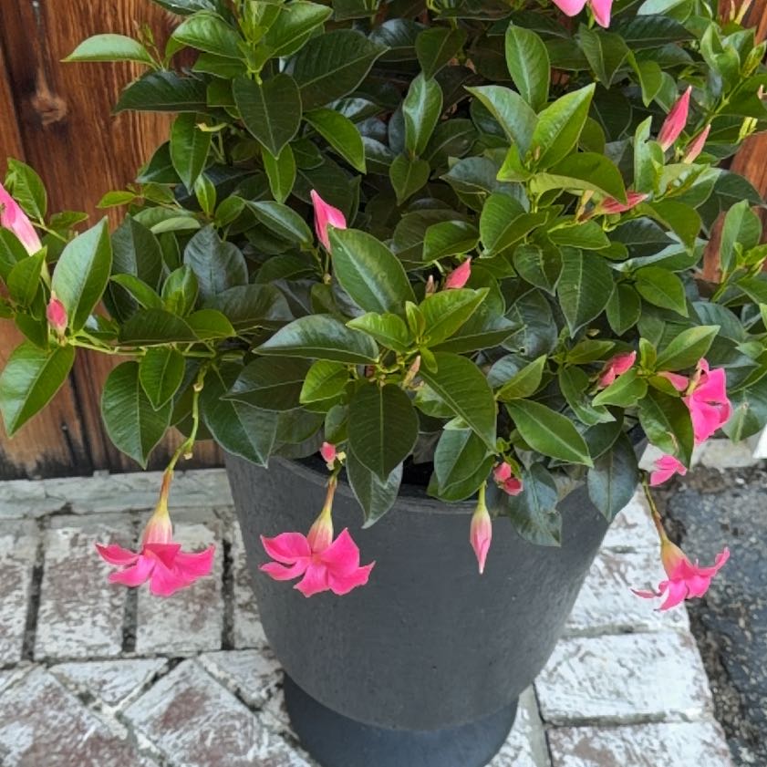 Photo of the plant species Dipladenia 'Rio' by @PluckyRosea17 named Daphne on Greg, the plant care app