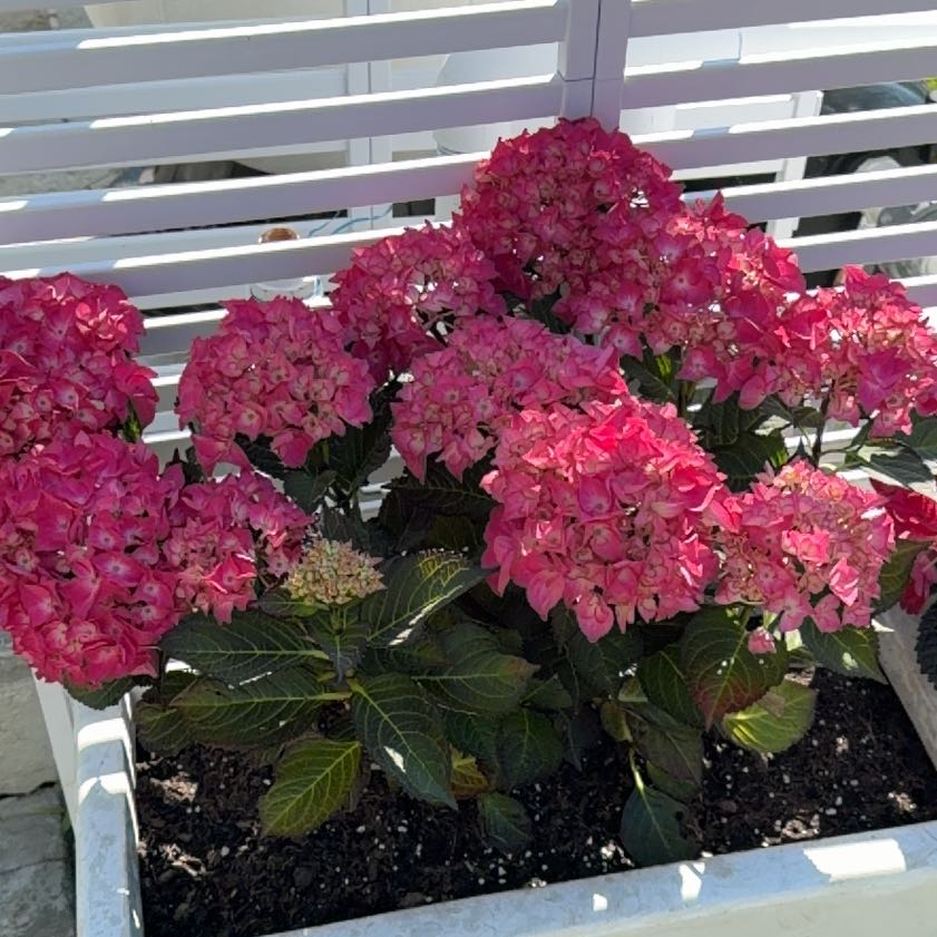 Photo of the plant species Hydrangea 'Red Angel' by @PluckyRosea17 named Willow on Greg, the plant care app