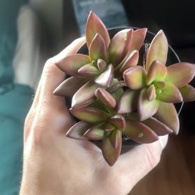 Photo of the plant species Sedum Adolfi by @YernRoussea82 named Wall-E on Greg, the plant care app