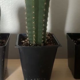 Photo of the plant species San Pedro Cactus by @YernRoussea82 named Navajo on Greg, the plant care app