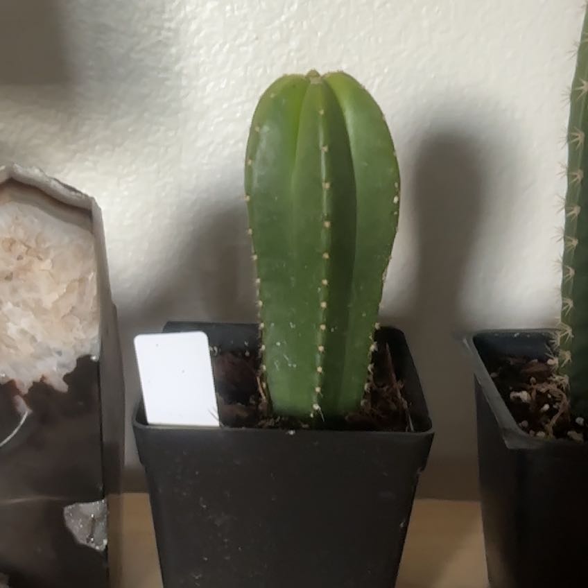 Photo of the plant species San Pedro Cactus by @YernRoussea82 named Gregarious on Greg, the plant care app