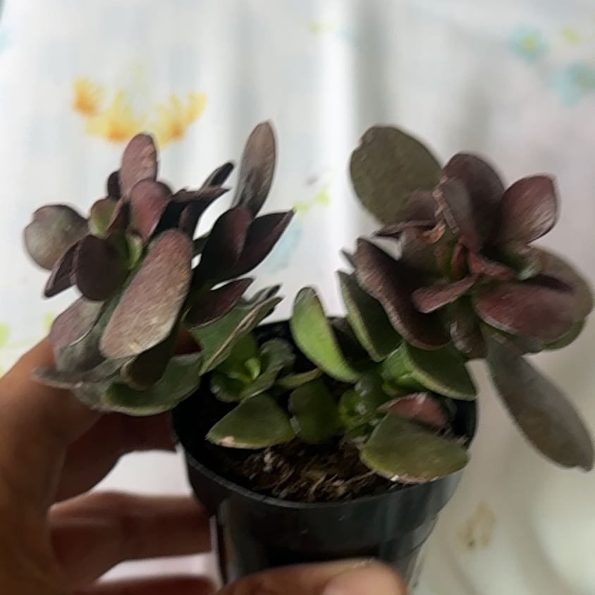 Photo of the plant species Crassula Ovata by @SpiffyMexico33 named Pitufa 1 - Mini Jade on Greg, the plant care app