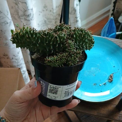 Photo of the plant species Crested African Candelabra by @HotCassava73 named Winston on Greg, the plant care app