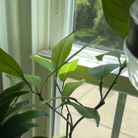 Photo of the plant species Orange Tree by @FamedRedflax55 named Hamilton on Greg, the plant care app