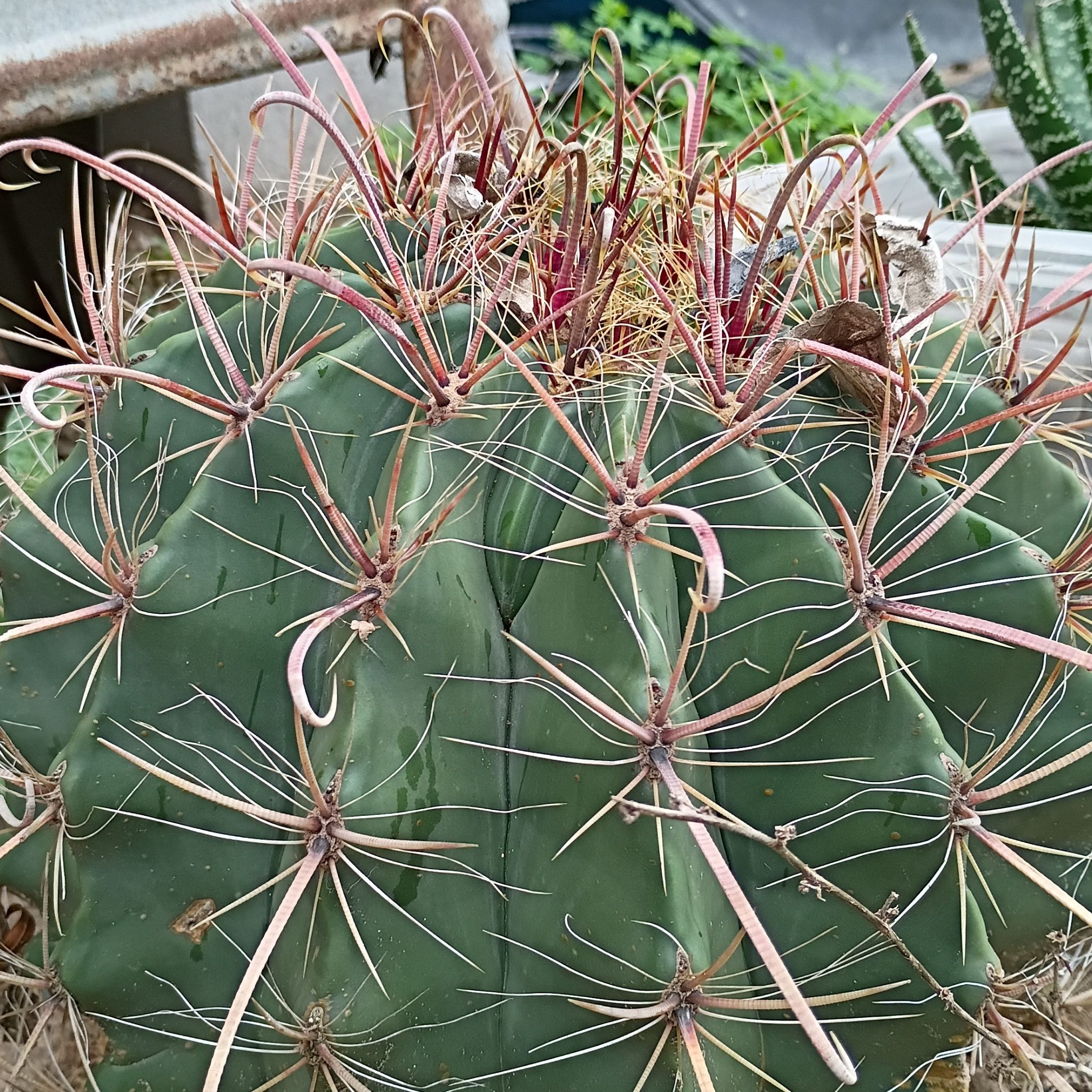 Photo of the plant species Barrel Cactus by @Andromeda95 named Gordo on Greg, the plant care app