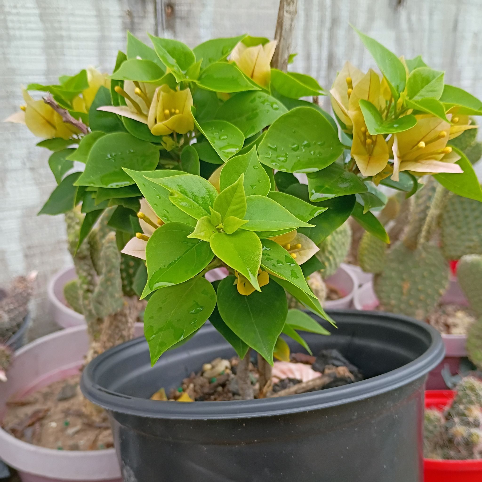 Photo of the plant species Bougainvillea by @Andromeda95 named Preciosa on Greg, the plant care app