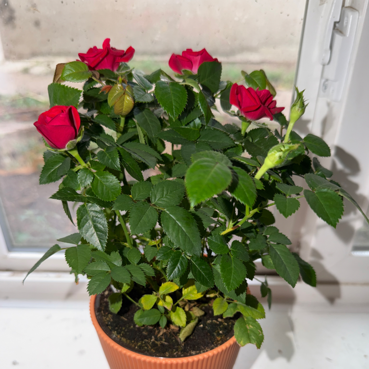 Photo of the plant species Miniature Kordana Rose by @ShowyAtom15 named Donna on Greg, the plant care app