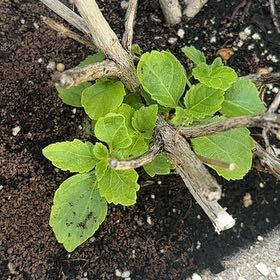 Photo of the plant species Asian Bittersweet by @HighMakura42 named Marley on Greg, the plant care app