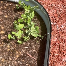 Photo of the plant species Peas by @NewCowpea31 named Elle on Greg, the plant care app