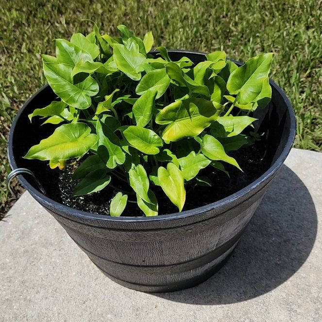 Photo of the plant species Green Arrow-Arum by @SensitiveRimu44 named Elle on Greg, the plant care app