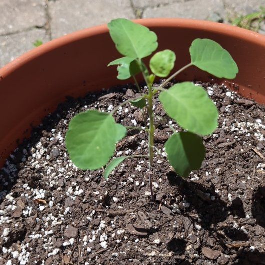 Photo of the plant species Papalo by @SpeedyDevilsfig named Queen on Greg, the plant care app
