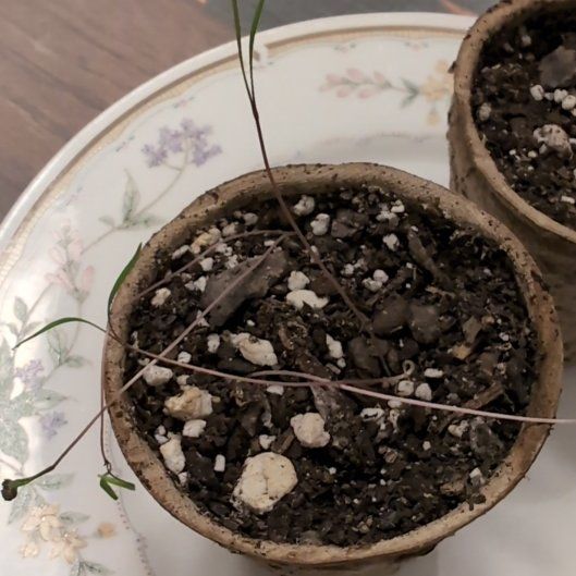 Photo of the plant species Mammoth Dill by @SpeedyDevilsfig named Mando on Greg, the plant care app