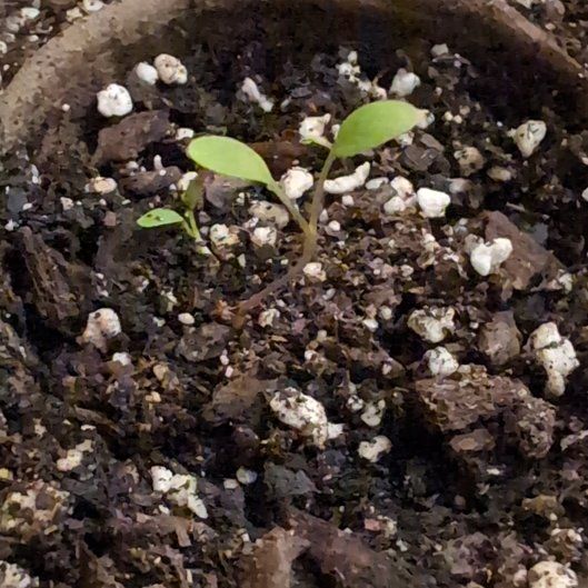 Photo of the plant species Sorrel 'Crocodile' by @SpeedyDevilsfig named Marley on Greg, the plant care app