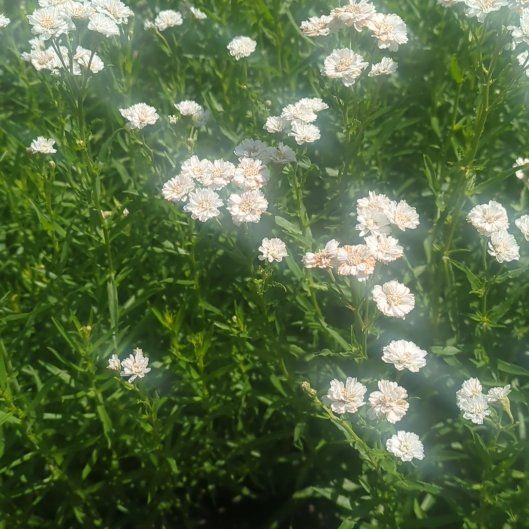 Photo of the plant species Evergreen Candytuft by @GemKoa29 named Huckleberry Fern on Greg, the plant care app