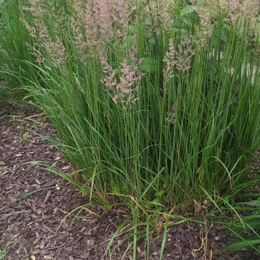 Photo of the plant species Common Velvetgrass by @GemKoa29 named Planty on Greg, the plant care app