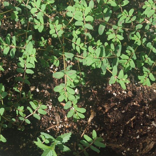 Photo of the plant species Milk Purslane by @GemKoa29 named Bella on Greg, the plant care app
