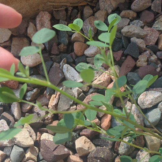 Photo of the plant species Cancer Weed by @GemKoa29 named Diana on Greg, the plant care app