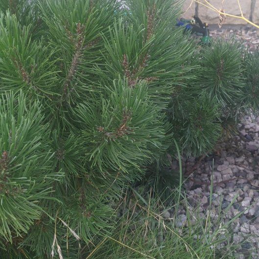 Photo of the plant species Swiss Mountain Pine by @GemKoa29 named Spike Leaves on Greg, the plant care app