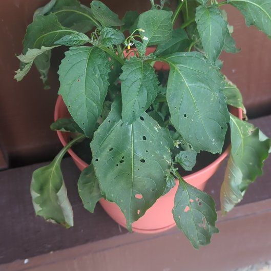 Photo of the plant species Black Nightshade by @GemKoa29 named Scarlett on Greg, the plant care app