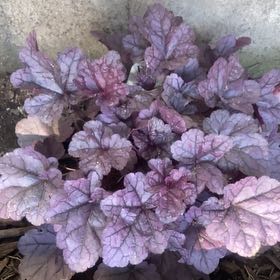 Photo of the plant species Coral Bells by @TopdrawerYuzu94 named Clooney on Greg, the plant care app
