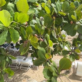 Photo of the plant species Beach Almond by @HappyShyleaf75 named Denali on Greg, the plant care app
