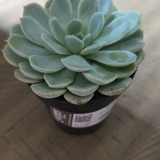 Mochi