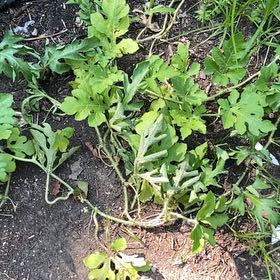 Photo of the plant species Watermelon by @GrownJonquil93 named Homer on Greg, the plant care app