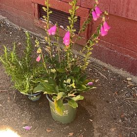 Photo of the plant species Common Foxglove by @SavoryChives0 named Gregarious on Greg, the plant care app