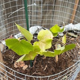 Photo of the plant species Concord Grape by @YeahGraypine98 named Reliance on Greg, the plant care app