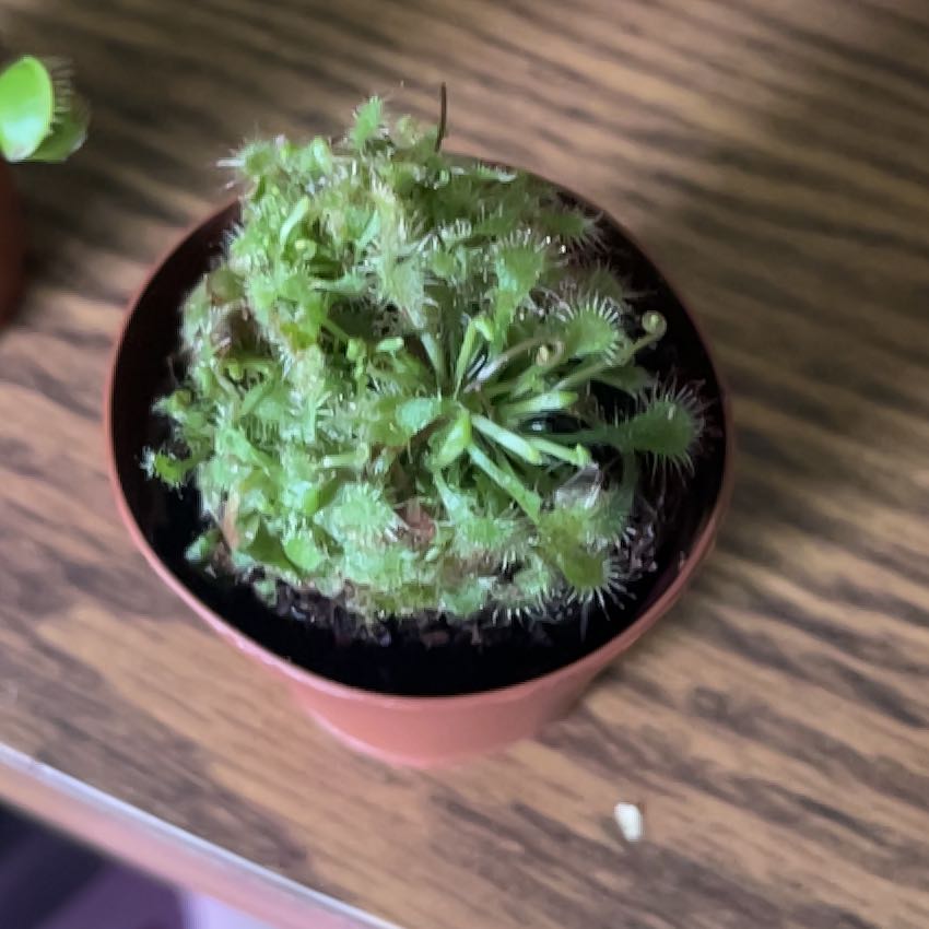 Photo of the plant species Spoon-Leaved Sundew by @MatureTauhinu94 named Lebron on Greg, the plant care app