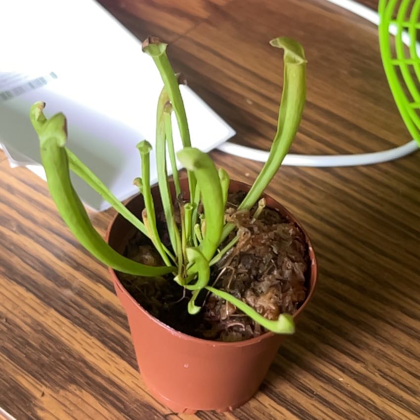 Photo of the plant species Spotted Pitcher Plant by @MatureTauhinu94 named Treeyoncé on Greg, the plant care app
