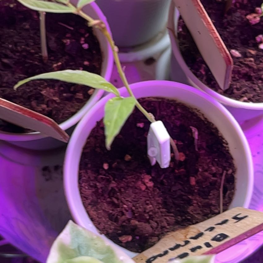 Photo of the plant species Pigeon Pea by @MatureTauhinu94 named Girlfrond on Greg, the plant care app