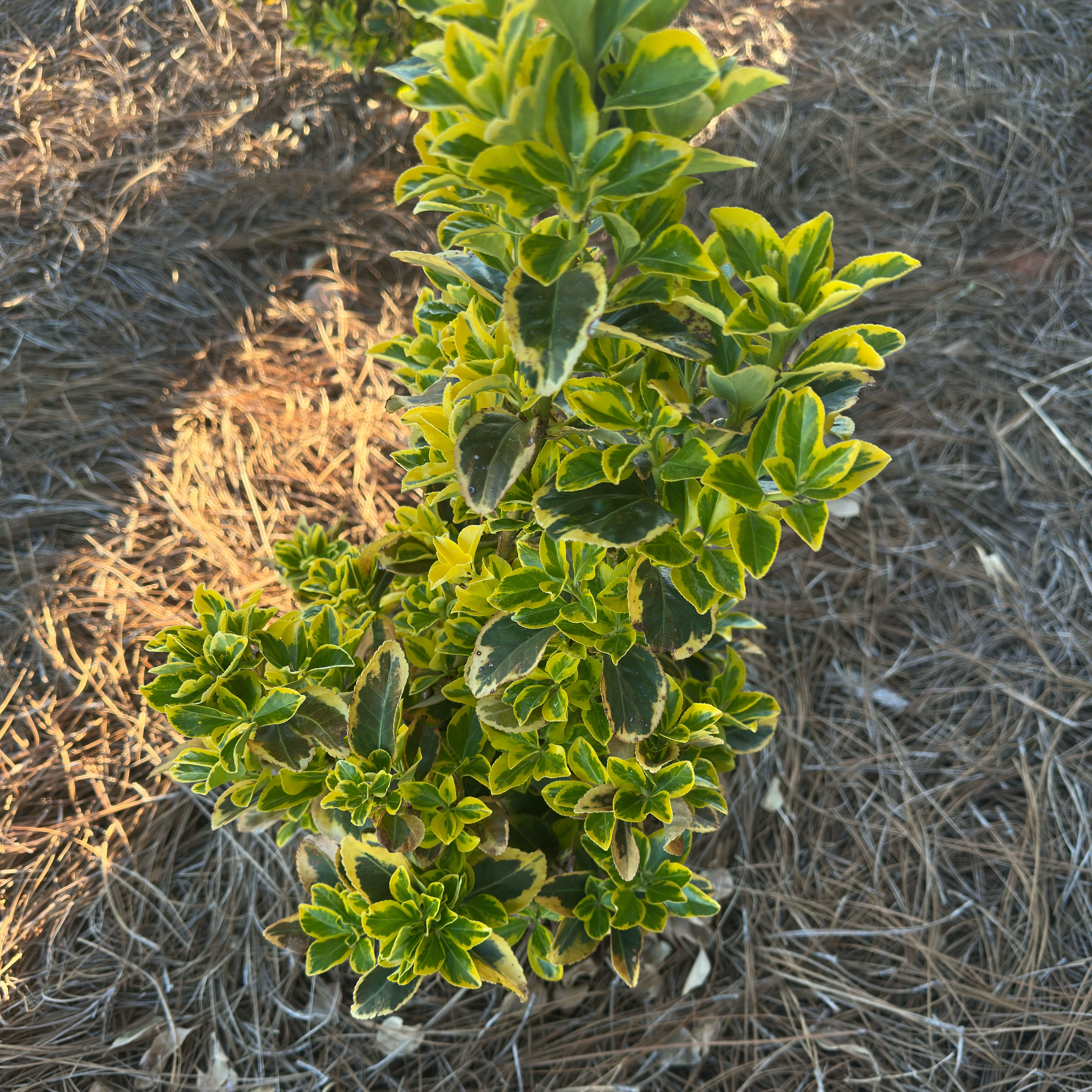 Photo of the plant species Japanese Spindle by @CompleteLemon80 named Sanders on Greg, the plant care app